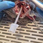 Auch Hunde und Katzen müssen zum Zahnarzt