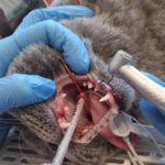 Auch Hunde und Katzen müssen zum Zahnarzt