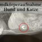 Fremdkörperaufnahme bei Hund und Katze